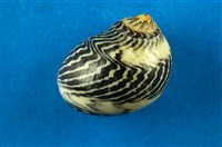 藏品(蜑螺)的圖片